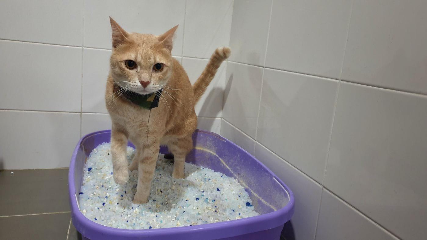 kucing-kencing-berdarah