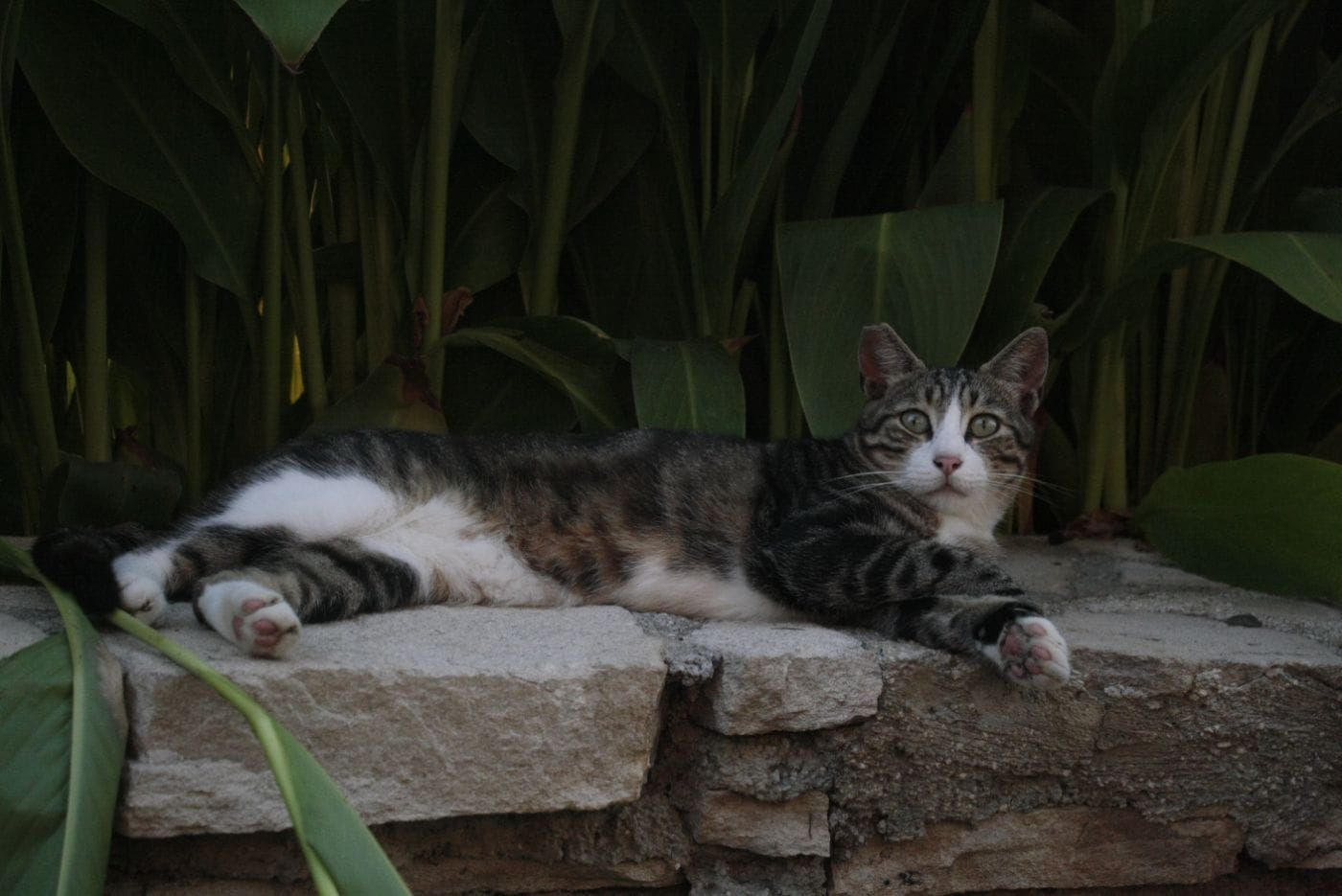 ubat-batu-karang-kucing-paling-berkesan