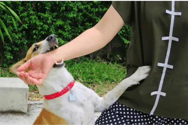 anjing rabies
