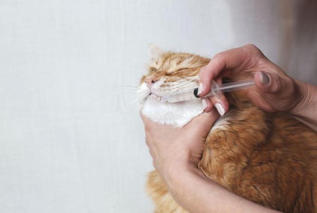 Nak Guna Ubat Apa Untuk Rawat Selesema Kucing? Ini Yang Anda Kena Tahu!