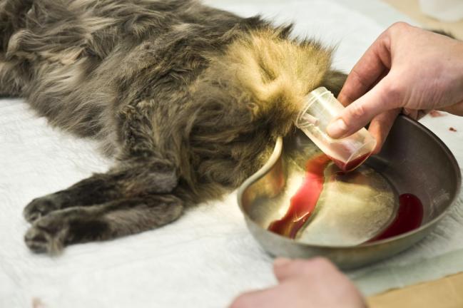 Kalau Kucing Di Rumah Kena Batu Karang, Ini Cara Rawat & Pilihan Makanan Untuk Elak Jadi Lagi