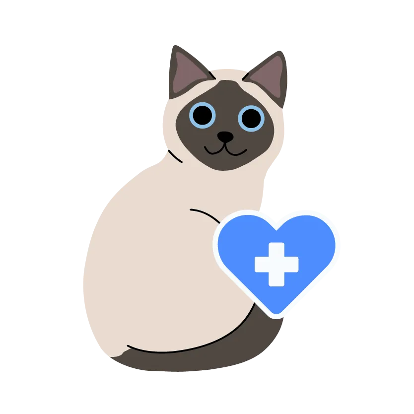 Kucing