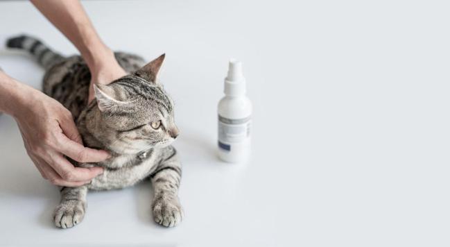 Apa Rawatan Untuk Kurap Kucing? Boleh Ke Guna Ubat Sama Macam Manusia?