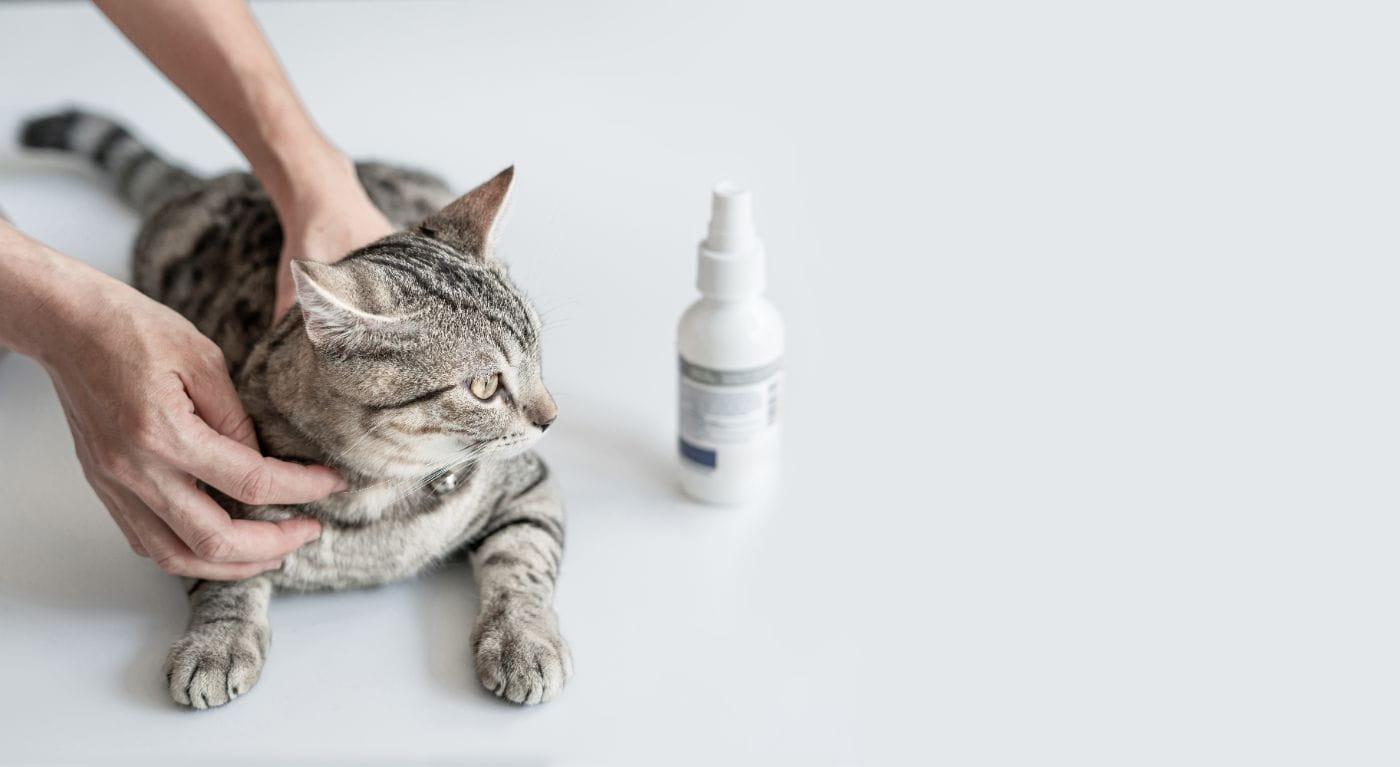 Apa Rawatan Untuk Kurap Kucing? Boleh Ke Guna Ubat Manusia?
