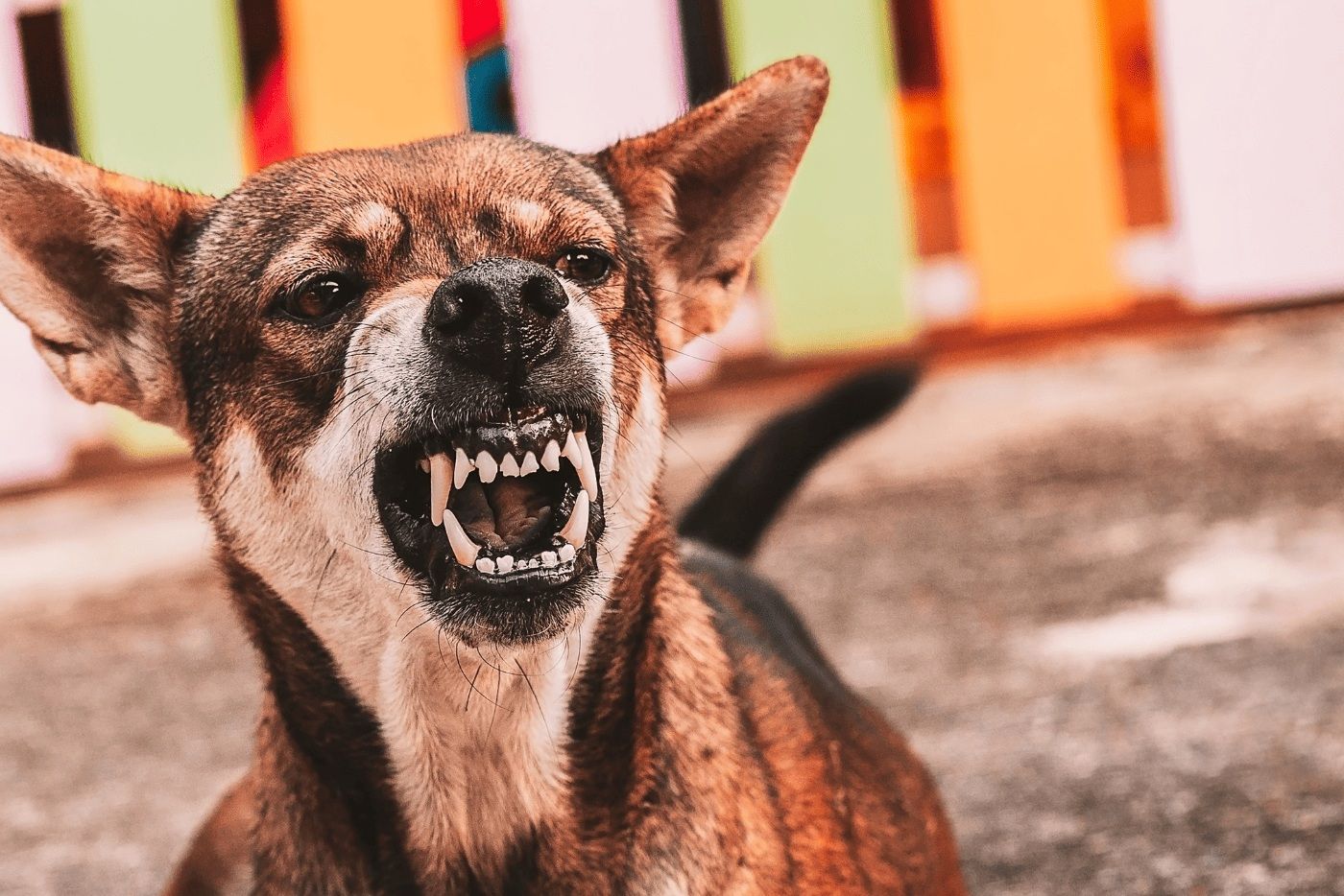 anjing-rabies-bahaya