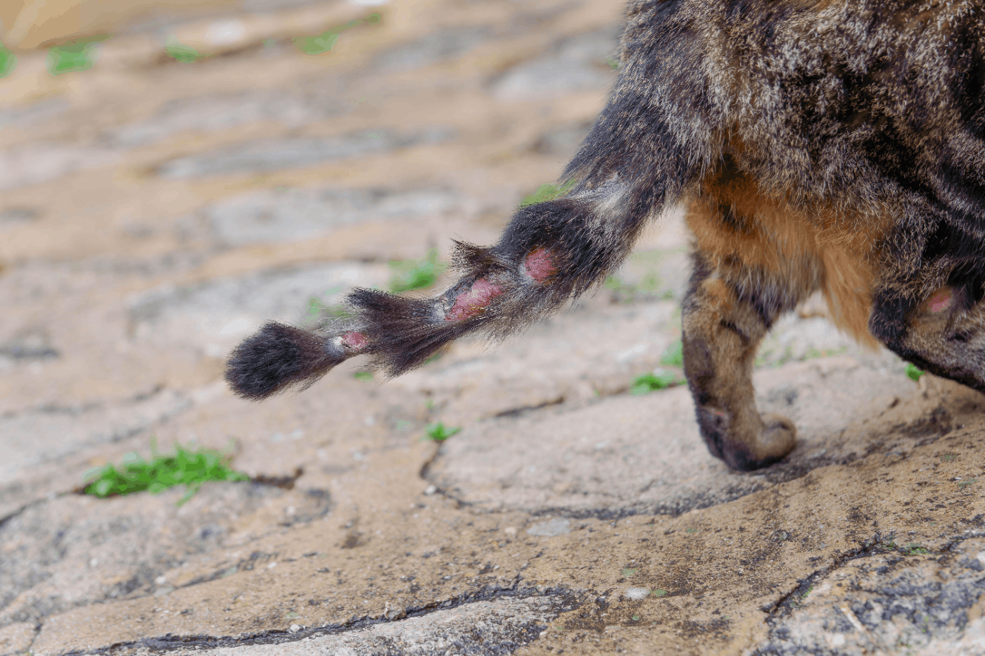 Ini Punca, Tanda, Rawatan & Cara Elak Kurap Kucing Berjangkit