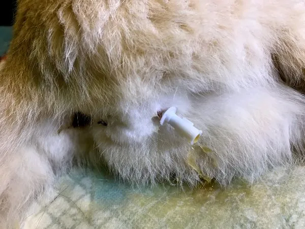 ubat batu karang kucing