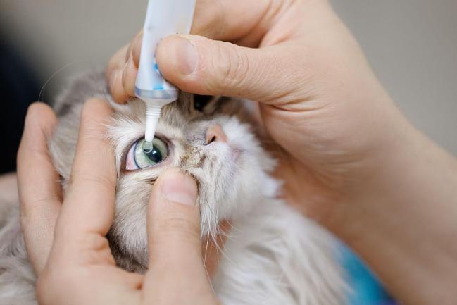 Kalau Si Bulus Sakit Mata, Boleh Rawat Sendiri Atau Anda Mesti Bawa Jumpa Vet?