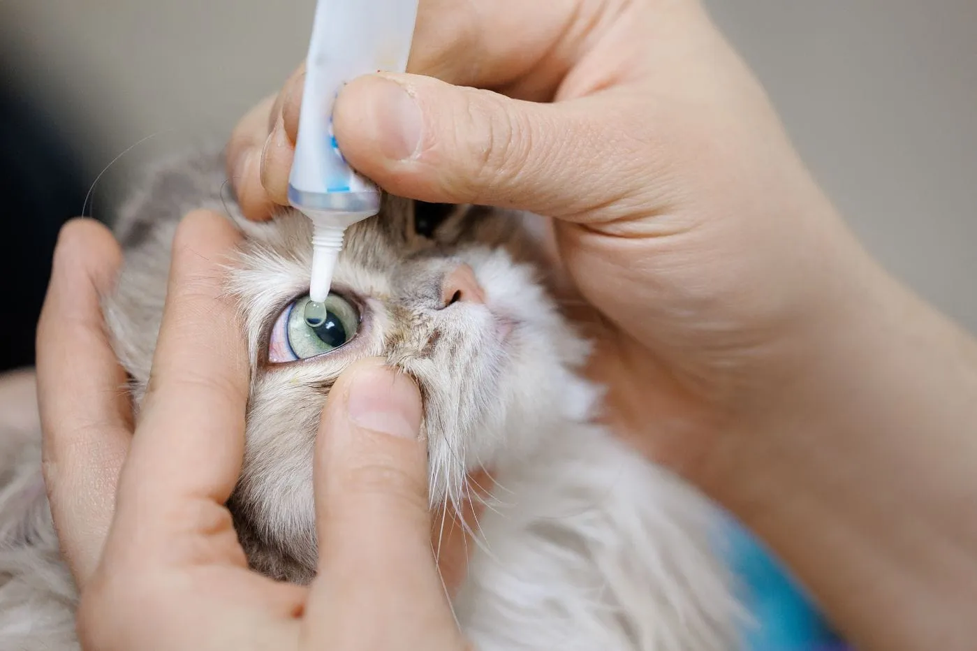 Kalau Kucing Sakit Mata, Cukup Rawat Sendiri Atau Perlu Jumpa Doktor?