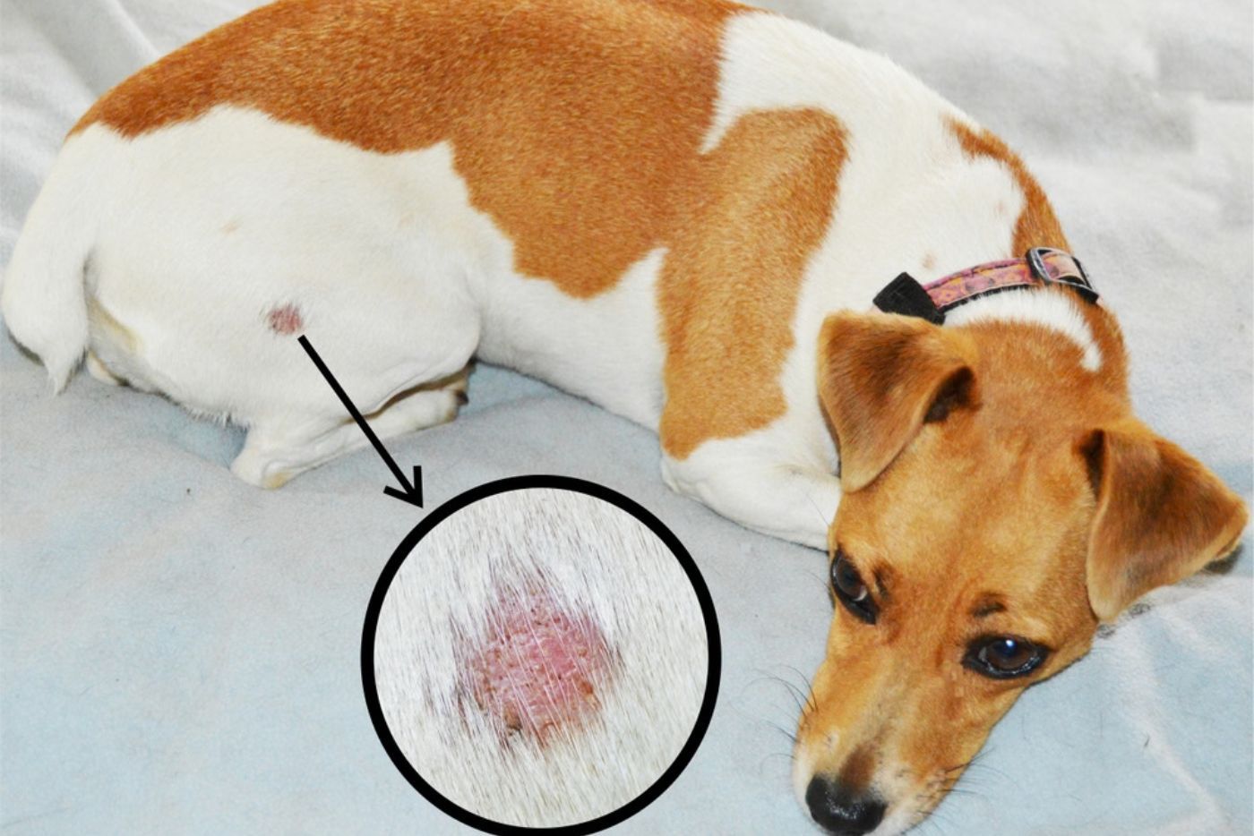 Ada Tompok Merah & Botak Pada Kulit Anjing? Awas, Ia Mungkin Masalah Kurap Dan Boleh Menjangkiti Manusia!